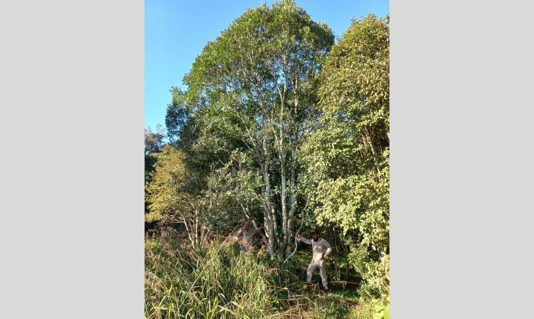 Imagen de Yerbales con manejo ambiental cerca de Yabot&iacute;