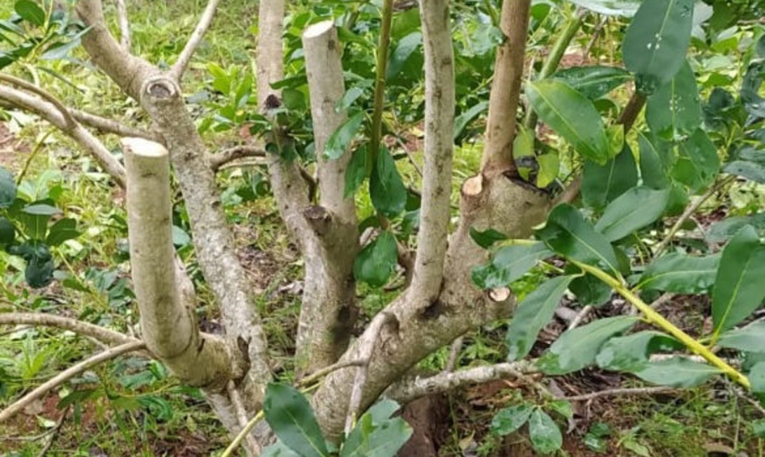 Imagen de Jornada t&eacute;cnica con productores y tareferos de El Soberbio