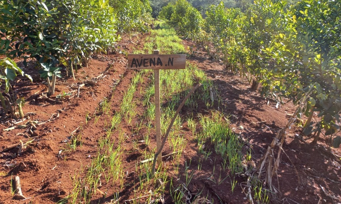 Imagen de Jornada yerbatera en la chacra de Scher, en Dos de Mayo