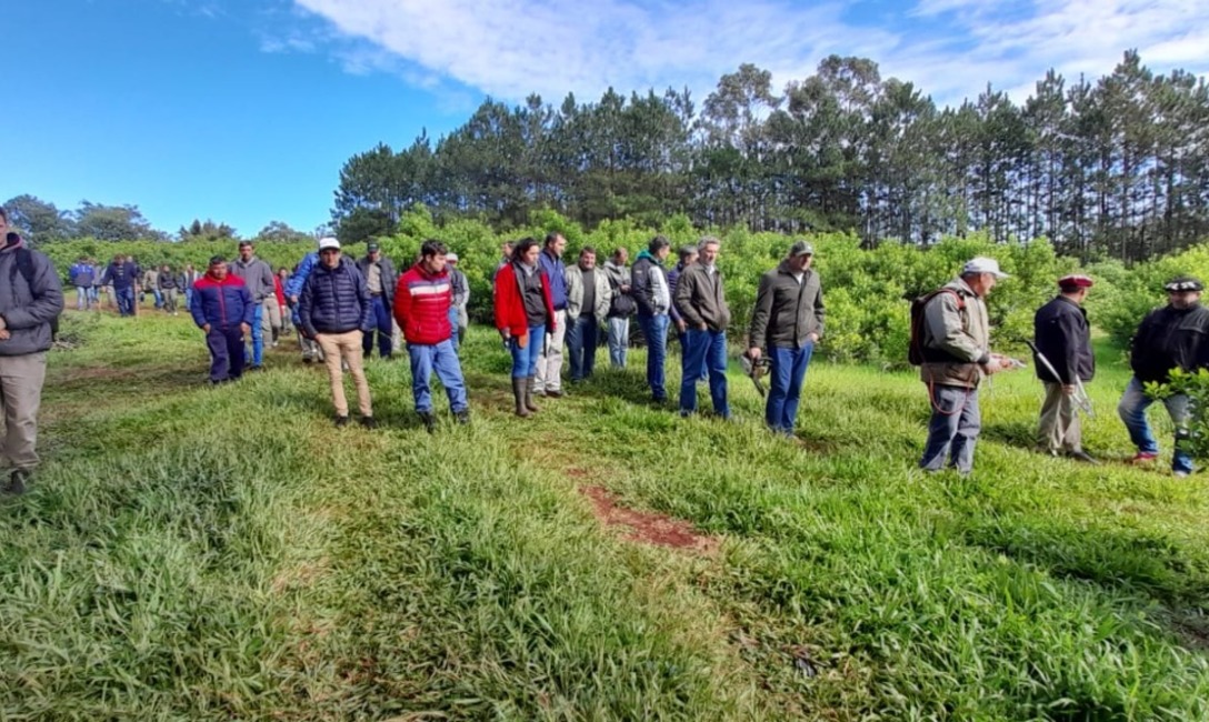 Imagen de M&aacute;s de 40 personas en jornada yerbatera en San Vicente