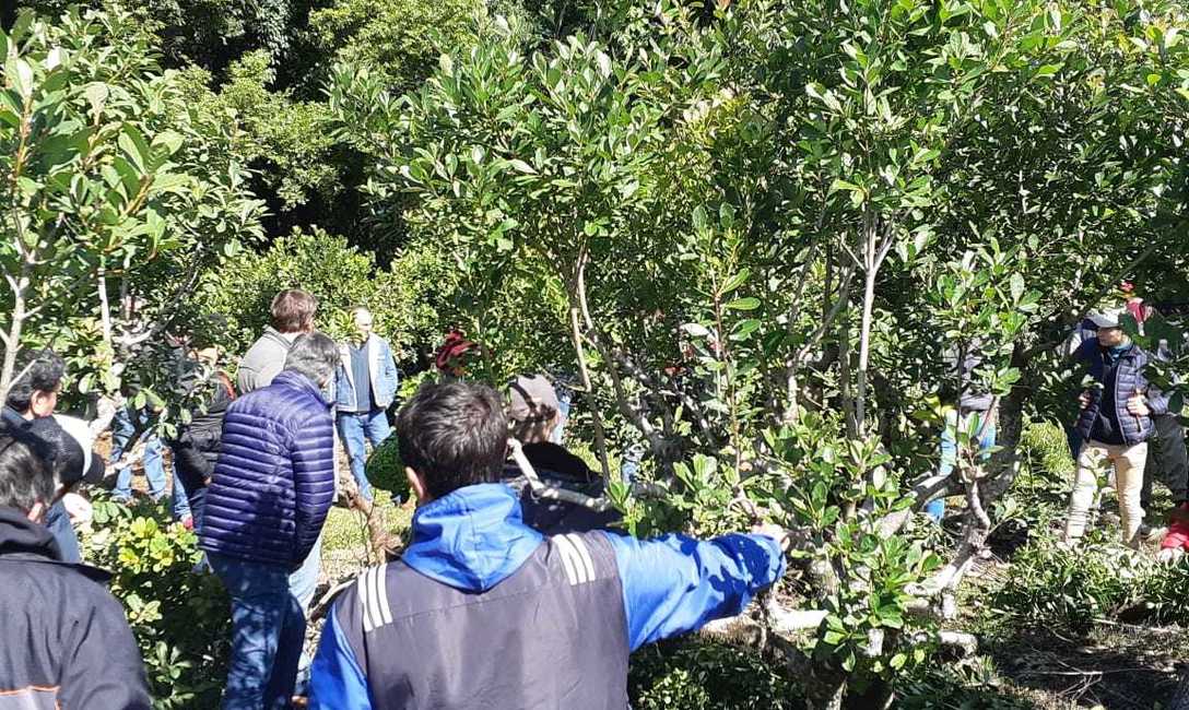 Imagen de M&aacute;s de 40 personas en jornada yerbatera en San Vicente