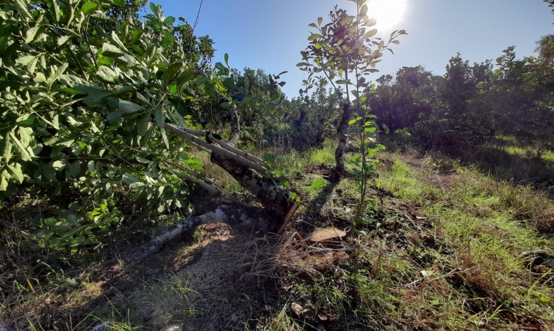 Imagen de Ensayo t&eacute;cnico para rejuvenecer viejos yerbales en Guaran&iacute;