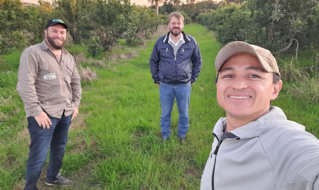 Imagen de Ensayo t&eacute;cnico para rejuvenecer viejos yerbales en Guaran&iacute;