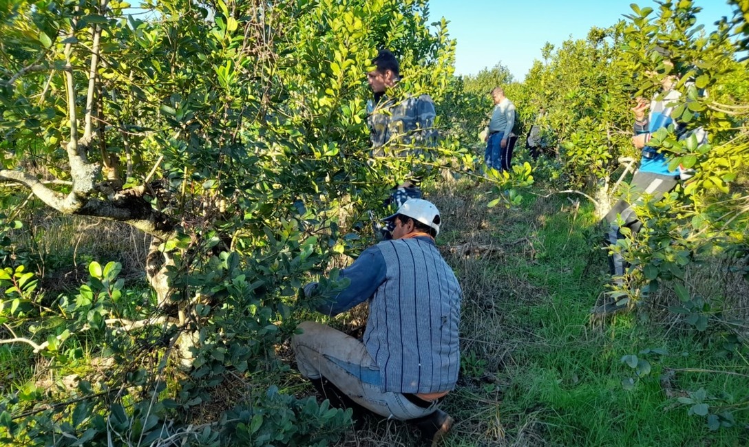 Imagen de Ensayo t&eacute;cnico para rejuvenecer viejos yerbales en Guaran&iacute;
