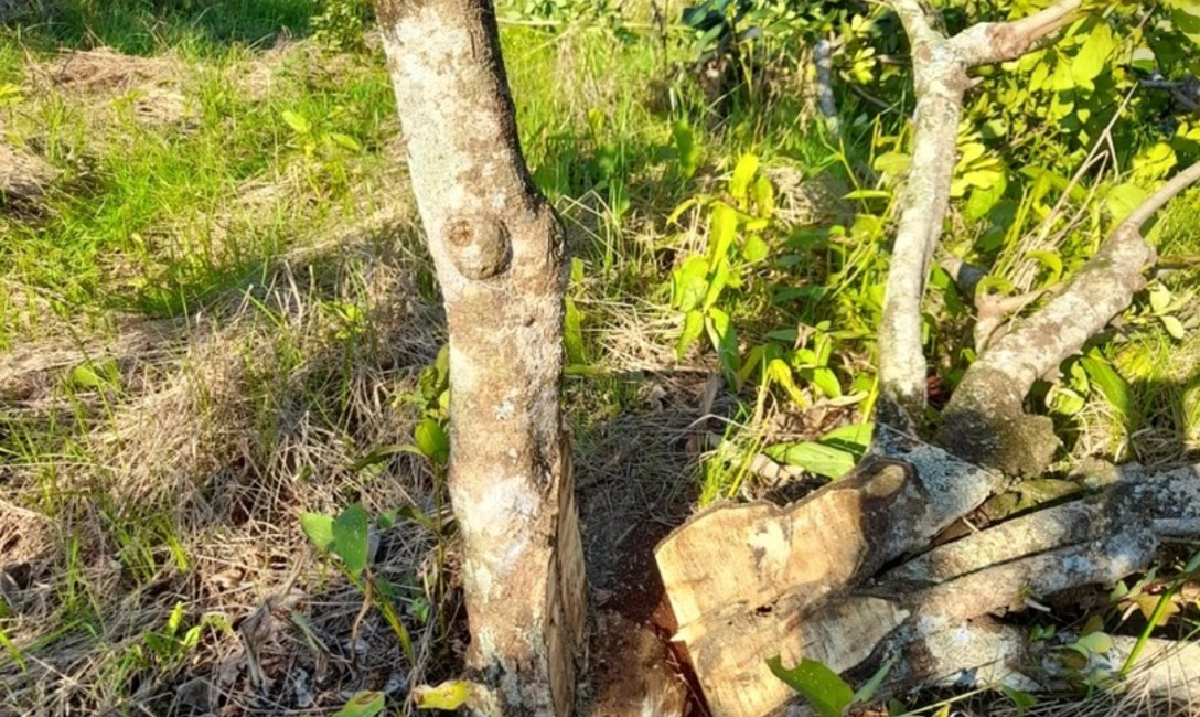 Imagen de Ensayo t&eacute;cnico para rejuvenecer viejos yerbales en Guaran&iacute;