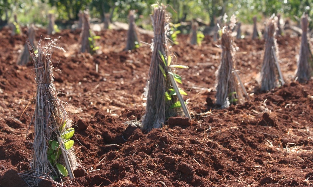 Imagen de Comenzaron los sumarios por plantar yerba mate sin autorización del INYM Imagen de Comenzaron los sumarios por plantar yerba mate sin autorización del INYM