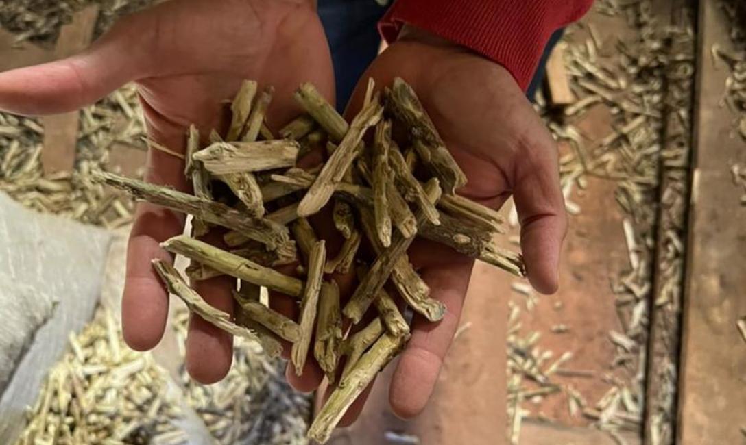 Imagen de El INYM decomis&oacute; 50 mil kilos de palos y polvo de yerba ocultos en un secadero abandonado