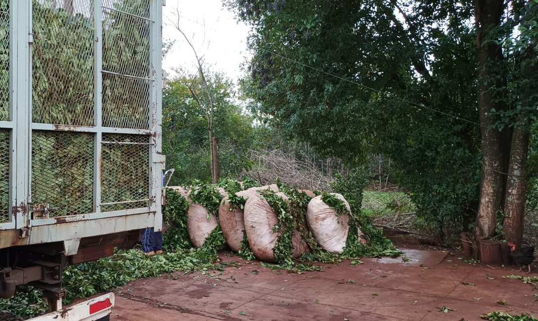 Imagen de Clausura de un acopio de hoja verde en operativo conjunto entre el INYM y la Policía de Misiones Imagen de Clausura de un acopio de hoja verde en operativo conjunto entre el INYM y la Policía de Misiones