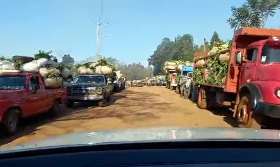 Imagen de Con buenos precios y pago al contado, la cosecha de yerba mate marcha a pleno Imagen de Con buenos precios y pago al contado, la cosecha de yerba mate marcha a pleno