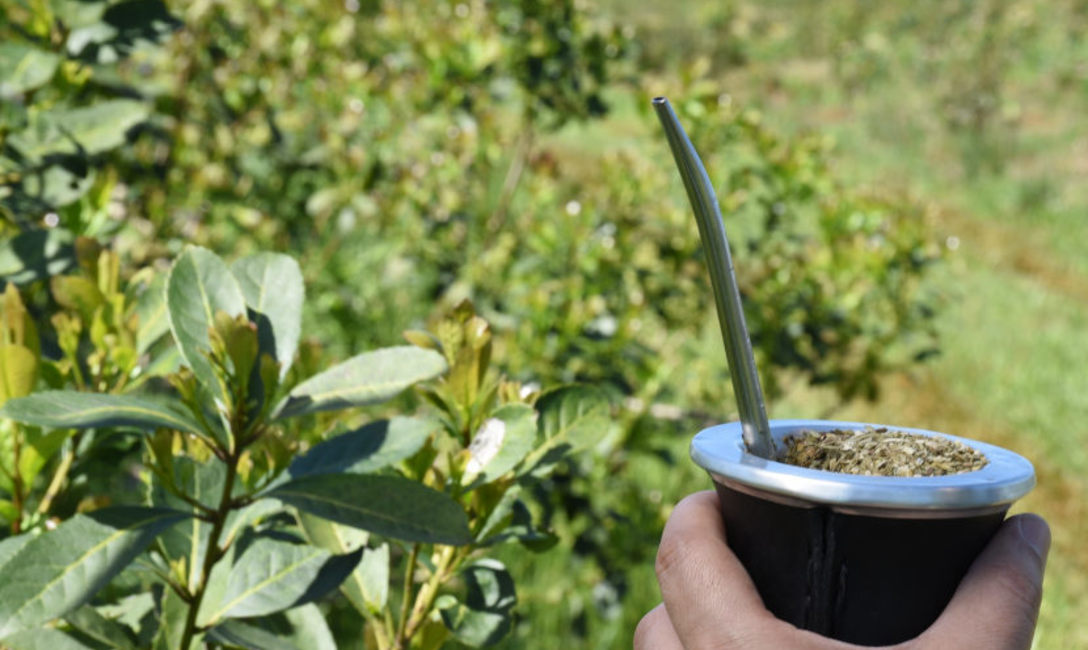 Imagen de Yerba mate: el consumo interno y las exportaciones sumaron 128,9 millones de kilos al cierre de mayo