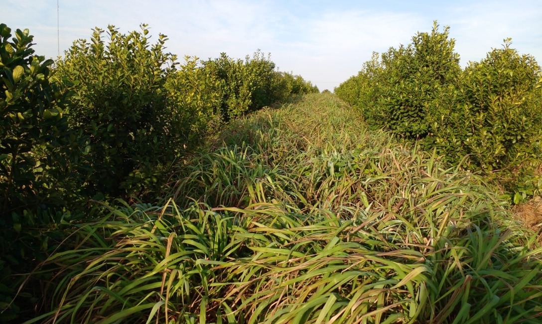 Imagen de Yerba mate y citronela, una alternativa para cuidar suelo y productividad