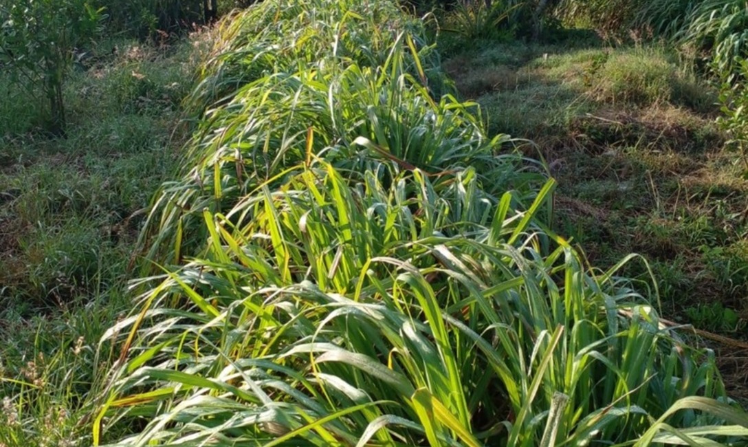 Imagen de Yerba mate y citronela, una alternativa para cuidar suelo y productividad