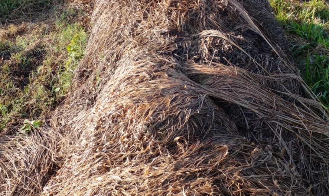Imagen de Yerba mate y citronela, una alternativa para cuidar suelo y productividad