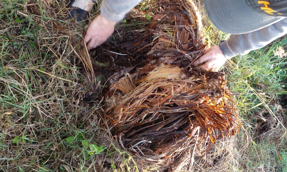 Imagen de Yerba mate y citronela, una alternativa para cuidar suelo y productividad