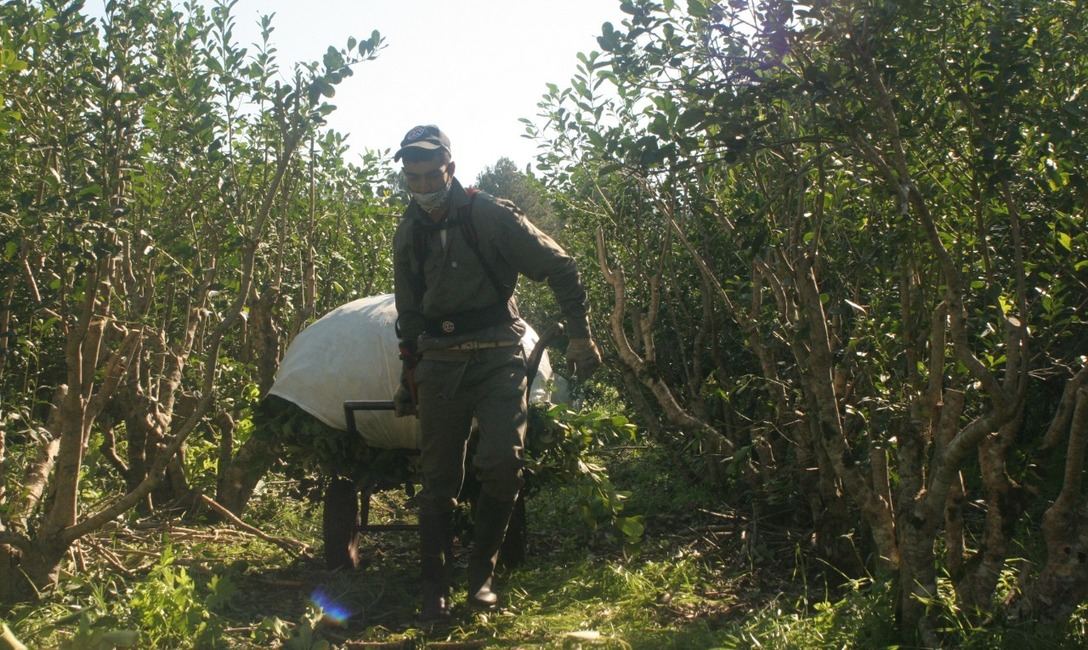 Imagen de Se actualizaron los valores de programas de asistencia al sector yerbatero Imagen de Se actualizaron los valores de programas de asistencia al sector yerbatero