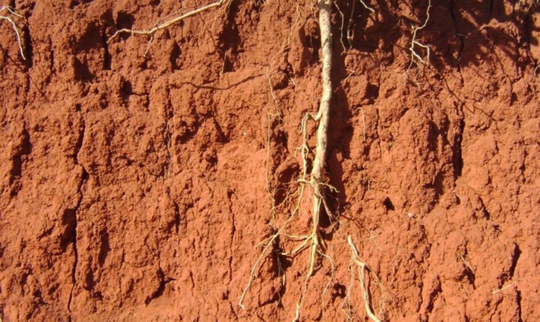Imagen de El suelo cubierto y sistematizado es central para producir en tiempos de cambio clim&aacute;tico