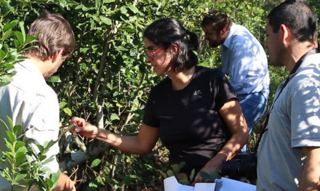 Ver&oacute;nica Scalerandi, subgerente del &aacute;rea T&eacute;cnica del INYM.