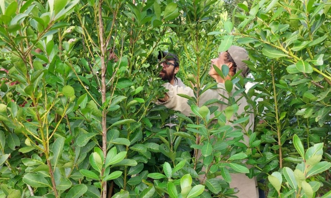 Imagen de Capacitaci&oacute;n en manejo de planta de yerba mate en Polvor&iacute;n