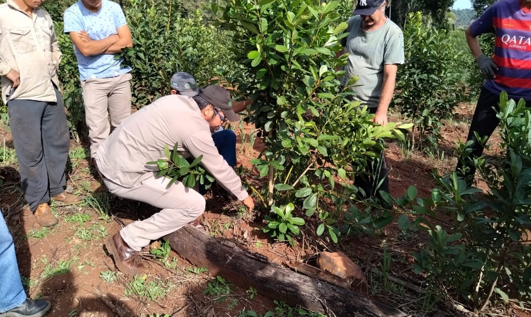 Imagen de Capacitaci&oacute;n en manejo de planta de yerba mate en Polvor&iacute;n