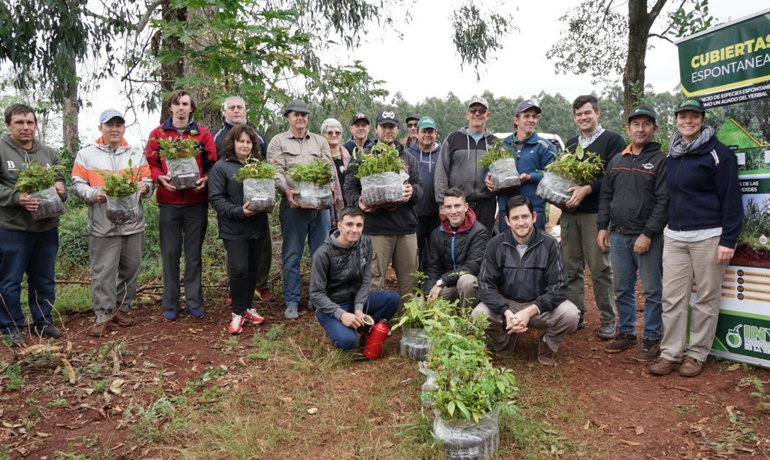 Imagen de Cubiertas verdes y árboles nativos, para recuperar productividad en un suelo con 60 años de uso Imagen de Cubiertas verdes y árboles nativos, para recuperar productividad en un suelo con 60 años de uso