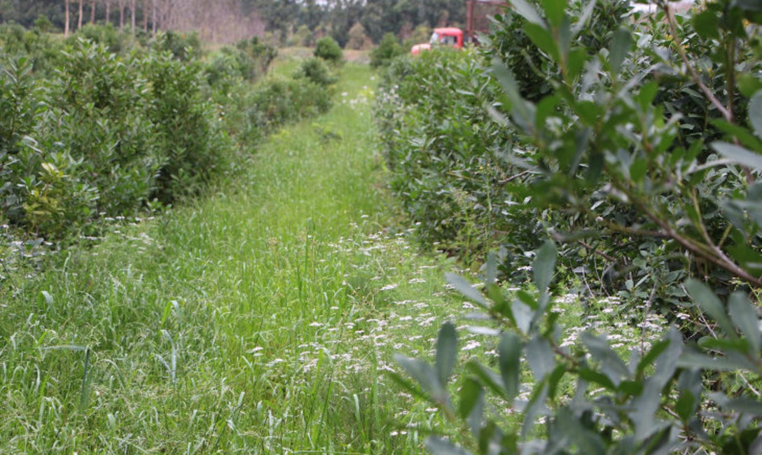 Imagen de Cubiertas verdes y árboles nativos, para recuperar productividad en un suelo con 60 años de uso Imagen de Cubiertas verdes y árboles nativos, para recuperar productividad en un suelo con 60 años de uso