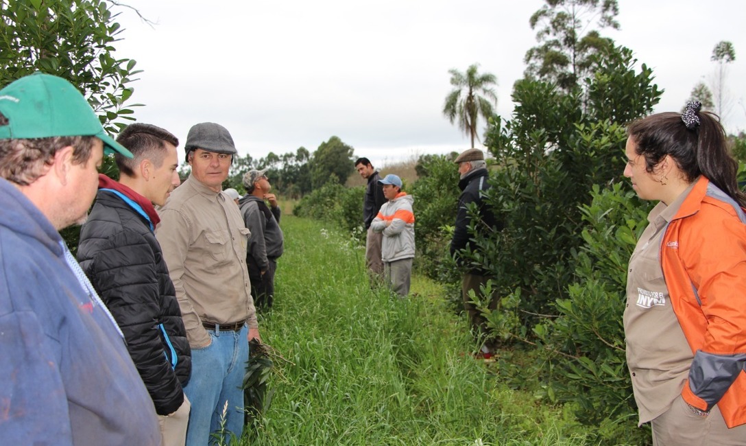 Gabriela Silva Dico del Servicio de Extensión Yerbatero del INYM. Gabriela Silva Dico del Servicio de Extensión Yerbatero del INYM.