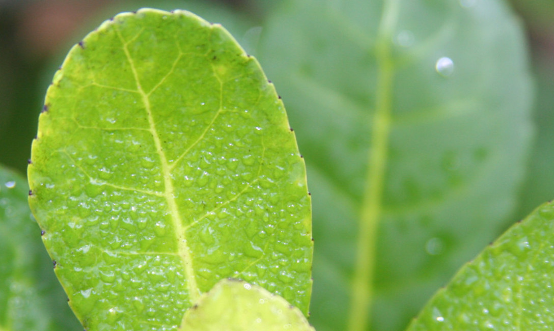 Imagen de La Secretaría de Agricultura de Nación definirá los precios de la materia prima Imagen de La Secretaría de Agricultura de Nación definirá los precios de la materia prima