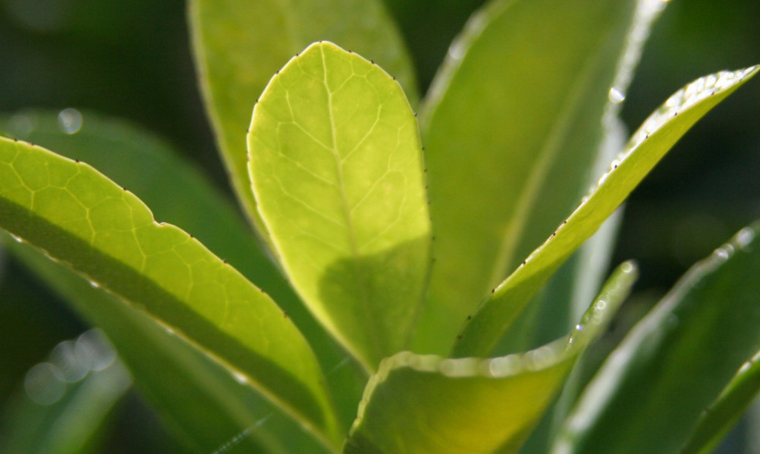 Imagen de El INYM adhiere al Feriado Nacional Imagen de El INYM adhiere al Feriado Nacional
