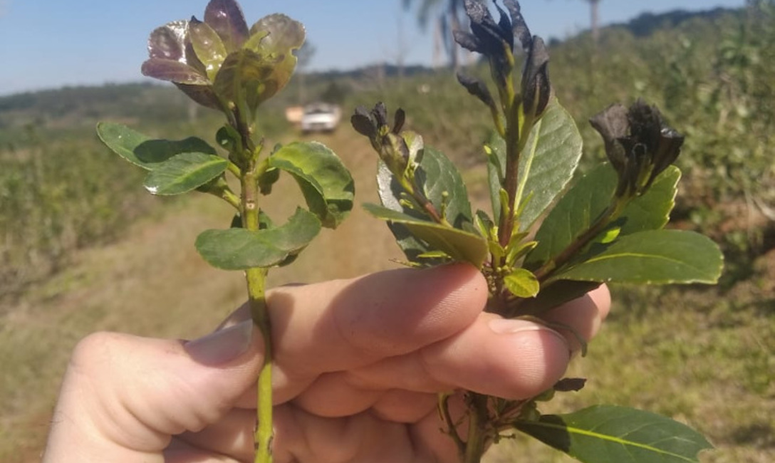 Brote de la izquierda, de plantas localizadas bajo sombra de &aacute;rboles; derecha, brotes con da&ntilde;os provenientes de plantas cultivadas a cielo abierto, sin el amparo de &aacute;rboles.  Foto: Romario Dohmann.