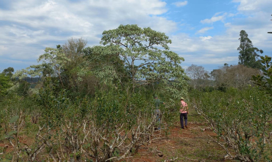 Efectos de heladas producidas en la localidad de Dos de Mayo, chacra productor Scher Jos&eacute;.