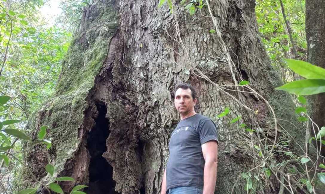 Imagen de &Aacute;rboles en el yerbal