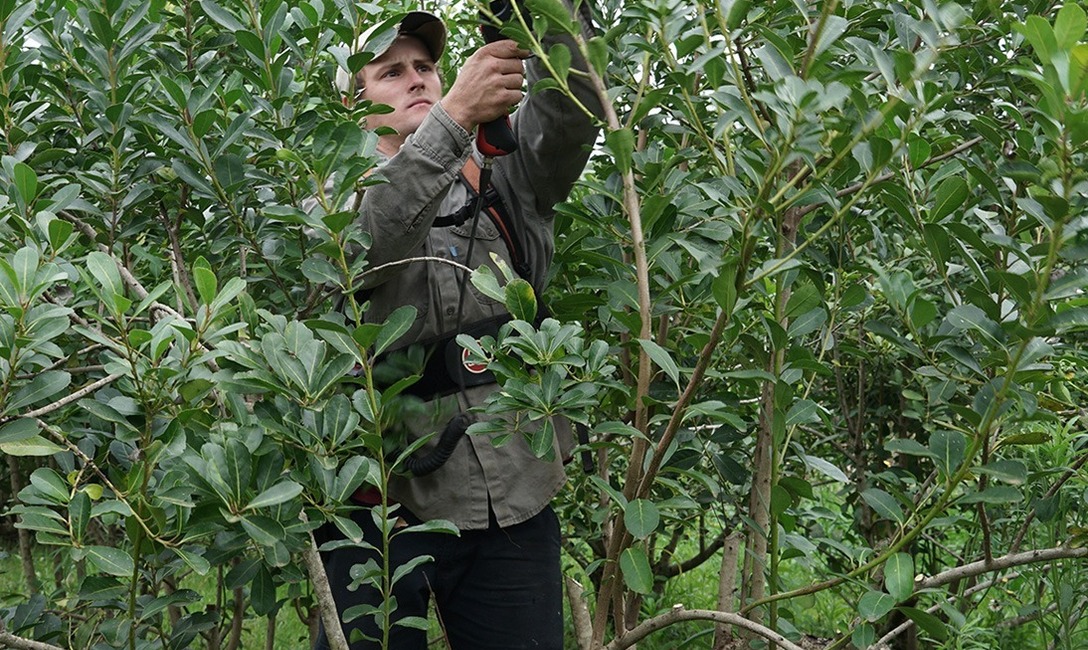 Imagen de Herramientas y manejo adecuado, el combo ideal para lograr un buen yerbal