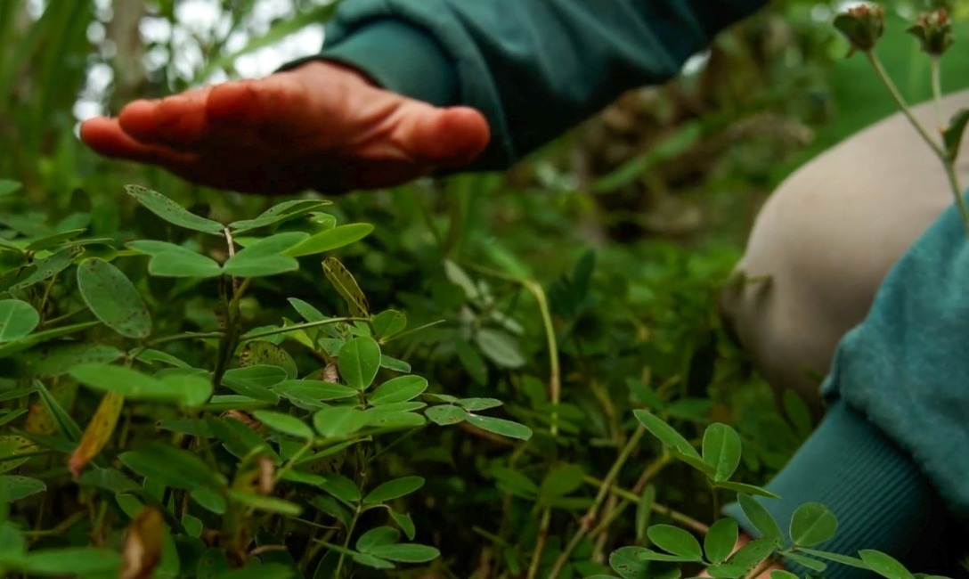 Imagen de Herramientas y manejo adecuado, el combo ideal para lograr un buen yerbal