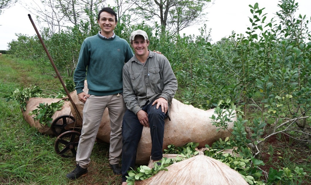 Imagen de Herramientas y manejo adecuado, el combo ideal para lograr un buen yerbal