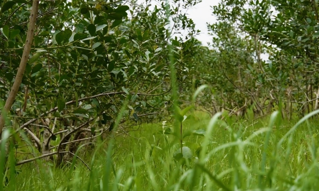 Imagen de Herramientas y manejo adecuado, el combo ideal para lograr un buen yerbal