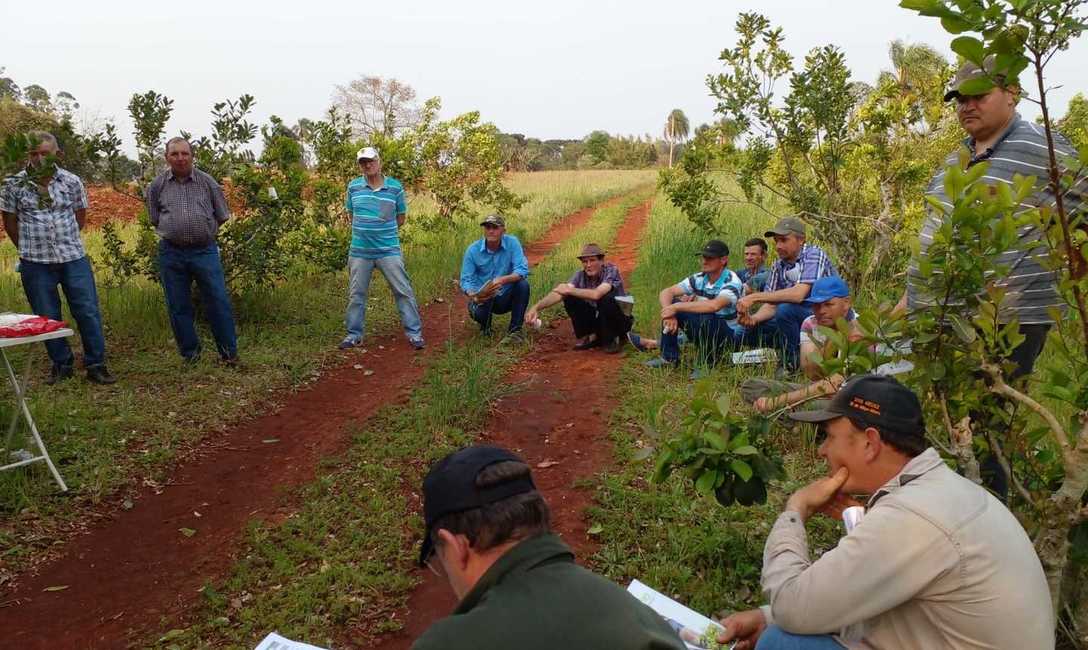 Imagen de Manejo ambiental en yerbales de 25 de Mayo Imagen de Manejo ambiental en yerbales de 25 de Mayo