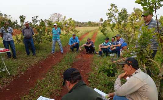 Imagen de Manejo ambiental en yerbales de 25 de Mayo