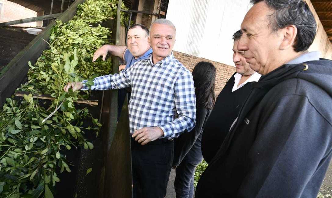 Imagen de Buen balance en la Cooperativa Kilómetro 16: un año con buena cosecha de hoja verde y marca propia en el mercado Imagen de Buen balance en la Cooperativa Kilómetro 16: un año con buena cosecha de hoja verde y marca propia en el mercado