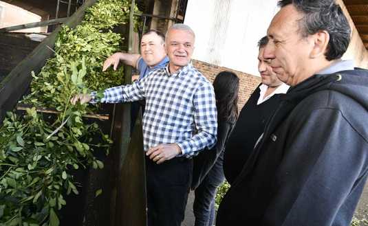 Imagen de Buen balance en la Cooperativa Kilómetro 16: un año con buena cosecha de hoja verde y marca propia en el mercado