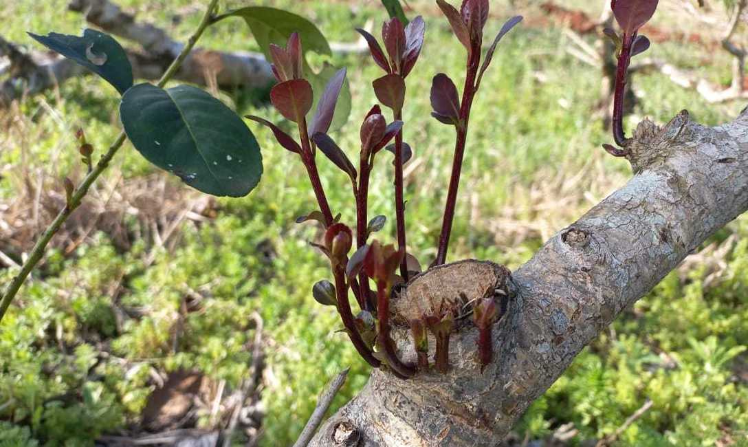 Imagen de Octubre y noviembre, tiempo de rebrote de la yerba mate