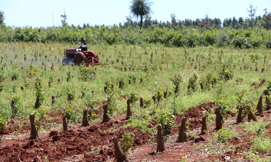 Imagen de Temas ambientales y productivos en la Jornada T&eacute;cnica de la Fiesta de la Yerba Mate