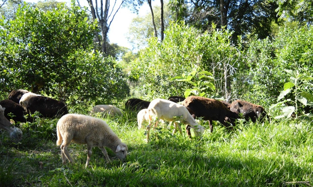 Imagen de Yerba con cuidado de la naturaleza, una pr&aacute;ctica que respalda el INYM