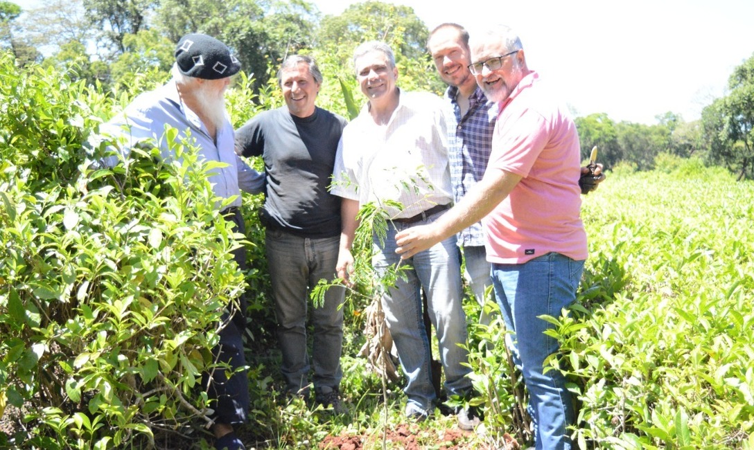 Imagen de Yerba con cuidado de la naturaleza, una pr&aacute;ctica que respalda el INYM