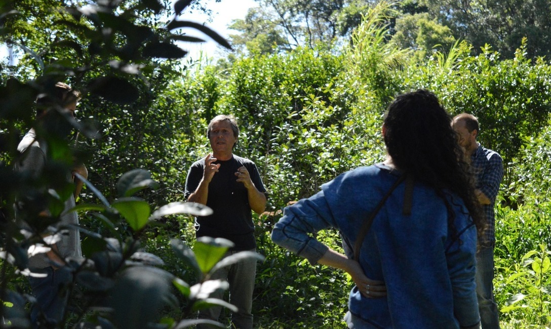 Imagen de Yerba con cuidado de la naturaleza, una pr&aacute;ctica que respalda el INYM