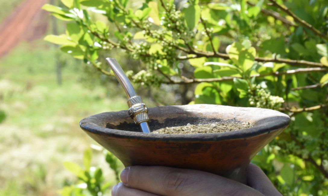Imagen de El consumo interno y las exportaciones de yerba mate superaron los 268 millones de kilos al cierre de octubre