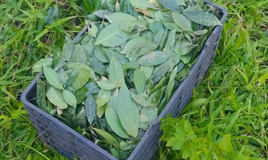 Imagen de Fidel Foods y su apuesta a productos que expresen al máximo las propiedades de la yerba mate Imagen de Fidel Foods y su apuesta a productos que expresen al máximo las propiedades de la yerba mate