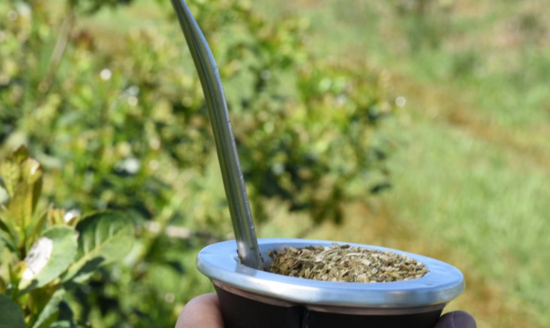 Imagen de Al cierre de noviembre el consumo interno y las exportaciones de yerba mate superaron los 294 millones de kilos Imagen de Al cierre de noviembre el consumo interno y las exportaciones de yerba mate superaron los 294 millones de kilos