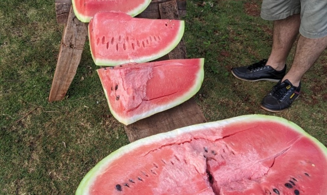 Imagen de Yerbales sustentables y agua, temas de la visita del INYM a productores de 25 de Mayo