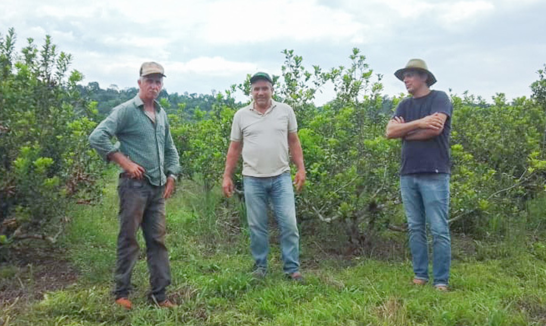 Imagen de Directores del sector productivo recorrieron chacras de Comandante Andresito Imagen de Directores del sector productivo recorrieron chacras de Comandante Andresito