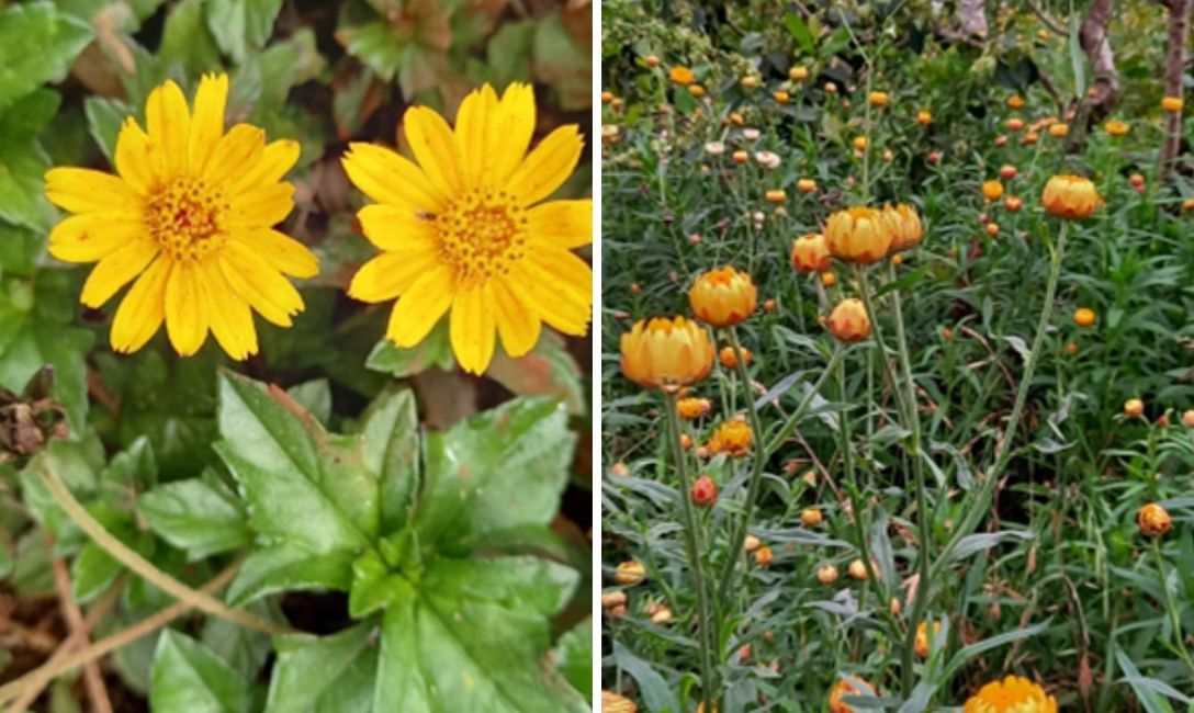 Imagen de ¿Cuáles son las cubiertas naturales que nos ayudan a cuidar el suelo? Imagen de ¿Cuáles son las cubiertas naturales que nos ayudan a cuidar el suelo?